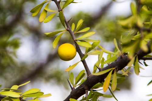 branch tree nature