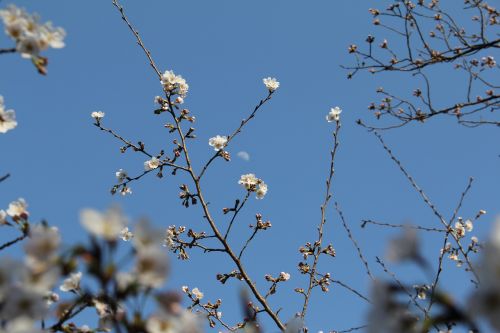 branch tree cherry