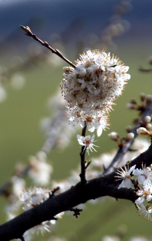 branch spring nature