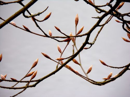 branch tree nature