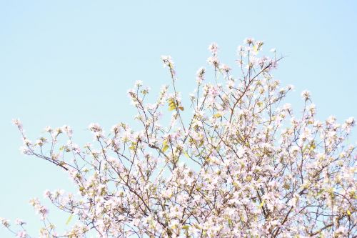 branch tree season