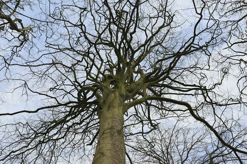 branch  wood  nature