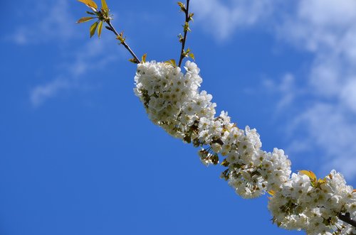 branch  tree  flower