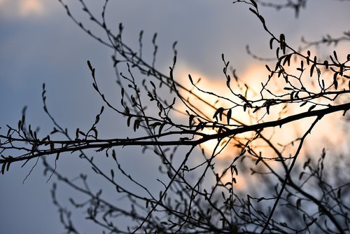 branch  tree  silhouette