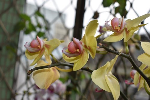 branch  flower  flora