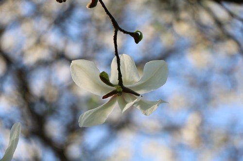 branch  flower  nature