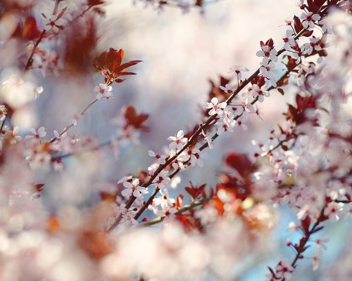 branch  flower  season