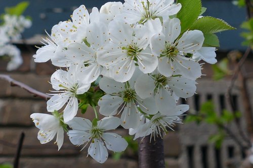 branch  nature  season