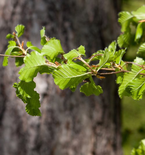 branch  leaves