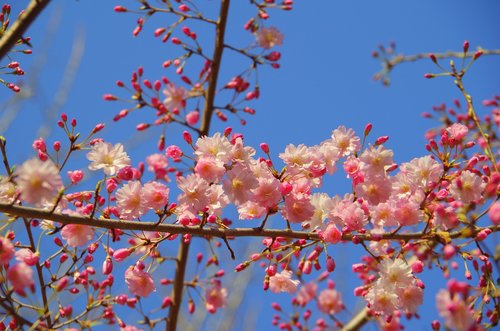 branch  flowers  wood