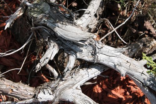 branch dry forest