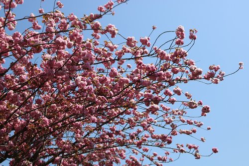 branch  blue sky  tree