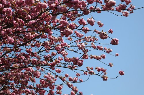 branch  tree  blue sky