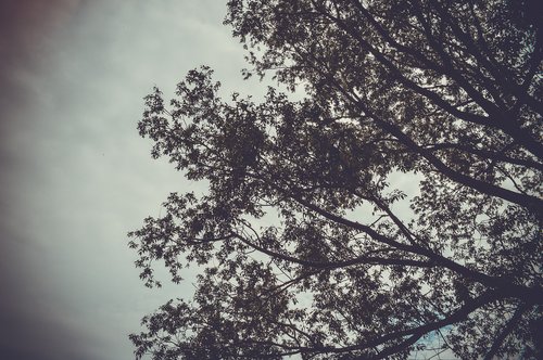 branch  sky  depression