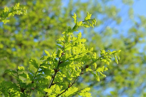 branch  foliage  green