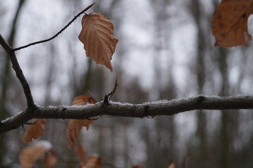 branch  winter  leaf