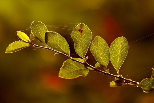 branch  leaves  foliage