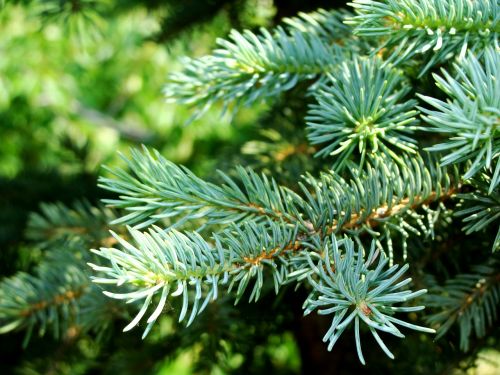 branch fir nature