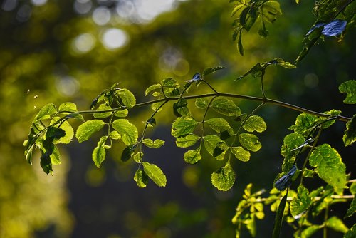 branch  foliage  leaves