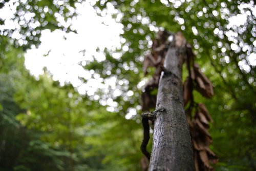 branch  nature  landscape