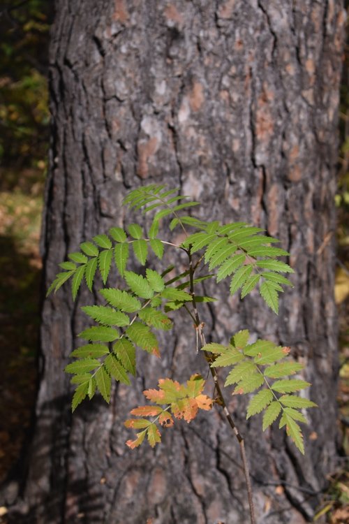 branch  leaves  pine