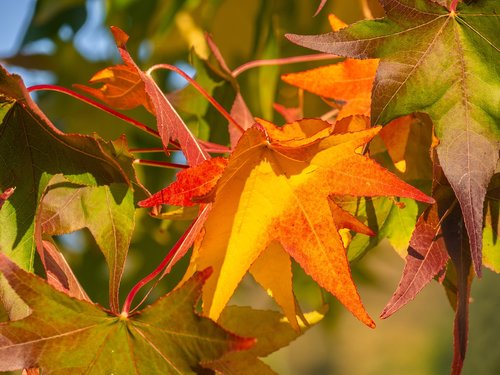 branch  leaves  autumn