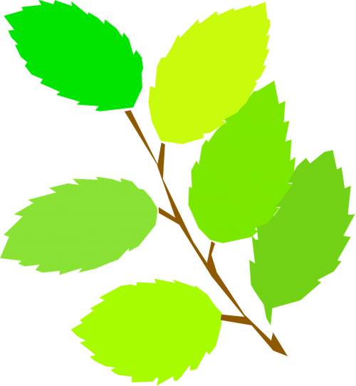 branch leaf tree
