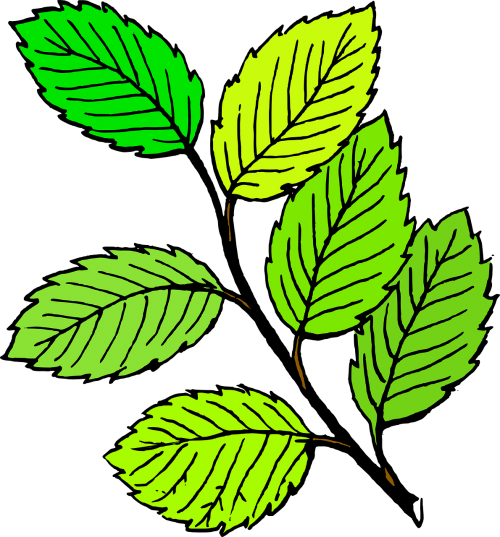 branch leaf tree