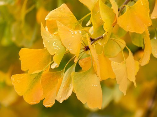 branch  ginko  leaves