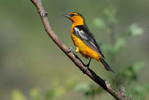 branch perches oriole