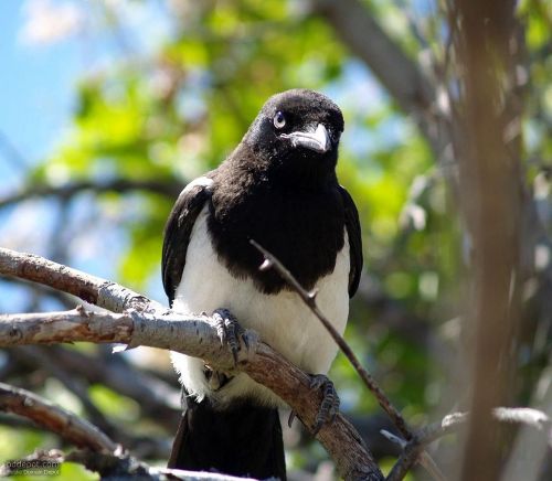 branch bird birds