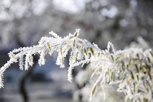 branch  icy  frost