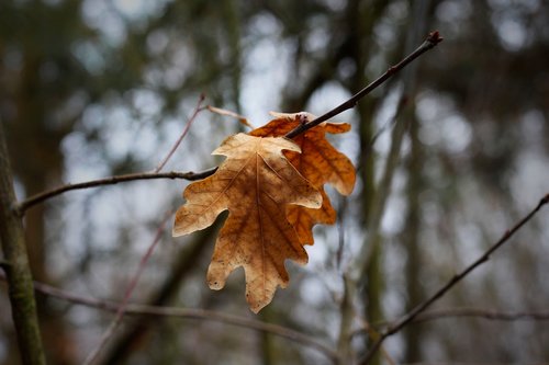 branch  leaf  leaves