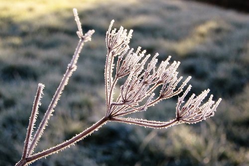 branch  frozen  winter