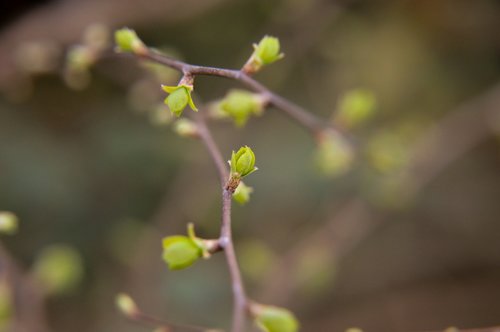 branch  bud  spring