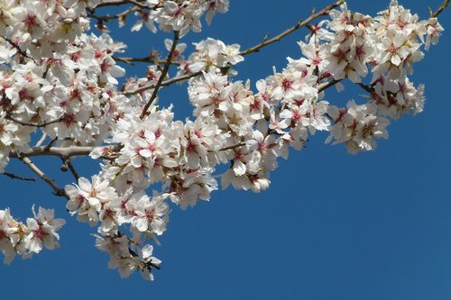 branch  almond tree  flowers