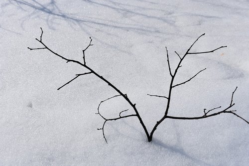 branch  snow  tree