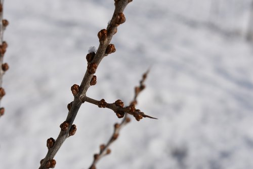 branch  sea-buckthorn  winter