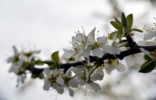 branch  flowers  hawthorn