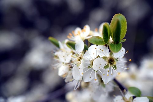 branch  blossom  bloom