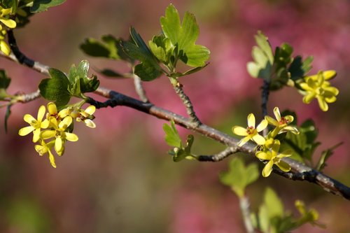 branch  spring  nature