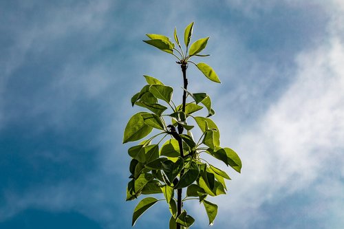 branch  leaves  tree