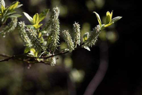 branch  green  nature