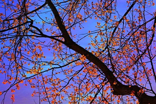 branch  leaf  foliage