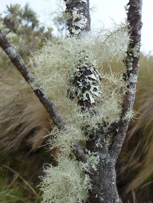 branch lichen moss