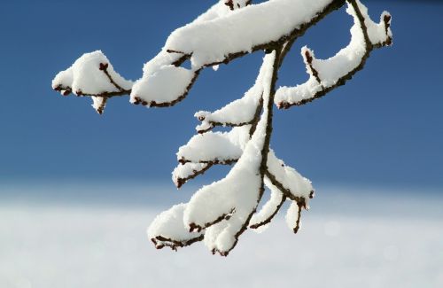 branch winter snow
