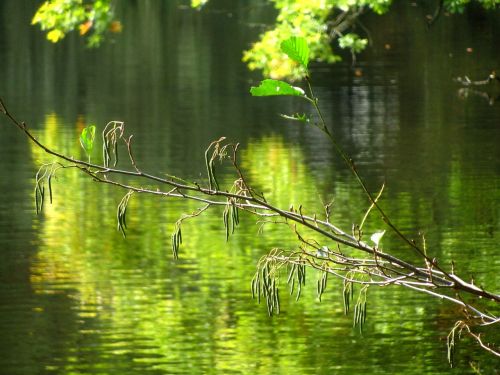branch lake nature