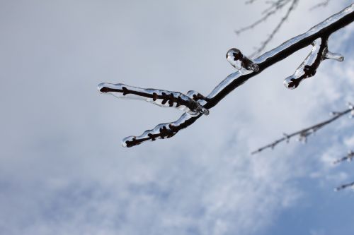 branch ice winter