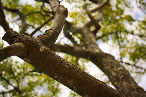 branch tree nature