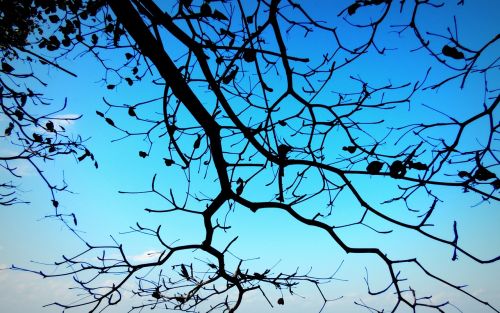 branch blue sky